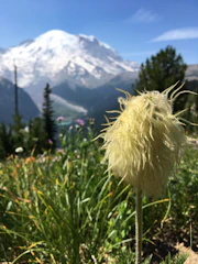 Close-up of jatamansi plants growing in the Himalayan alpine region.