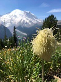 Close-up of jatamansi plants thriving in Himalayan alpine meadows.