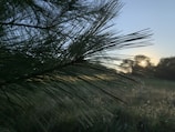 A close-up of pine trees with morning dew sparkling on the needles