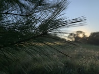 Close-up of dew drops glistening on pine needles in early morning light.