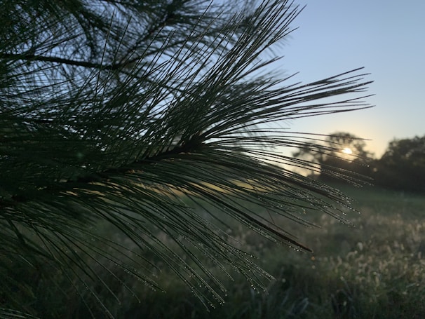 Close-up of dew drops on pine needles in the early morning light.
