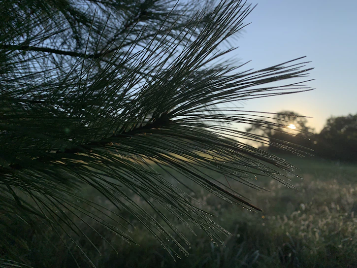 A serene pine forest bathed in soft morning light, with dew on the needles.