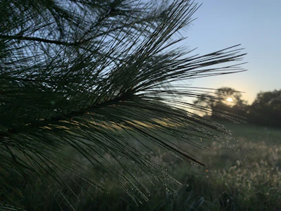 A serene morning scene with a person barefoot on dewy grass, sunlight filtering through pine trees.