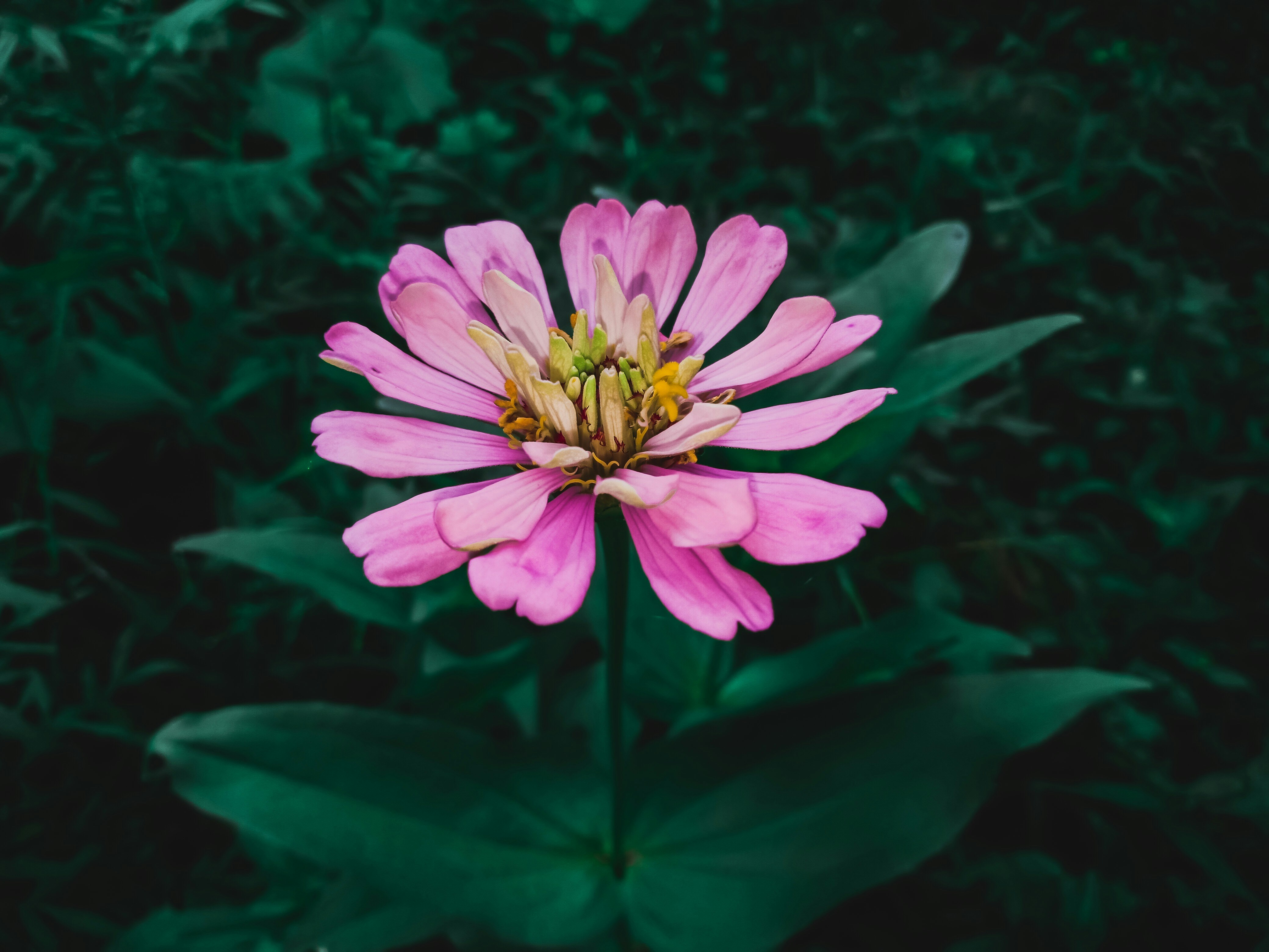 Photo by doleshbhoi3