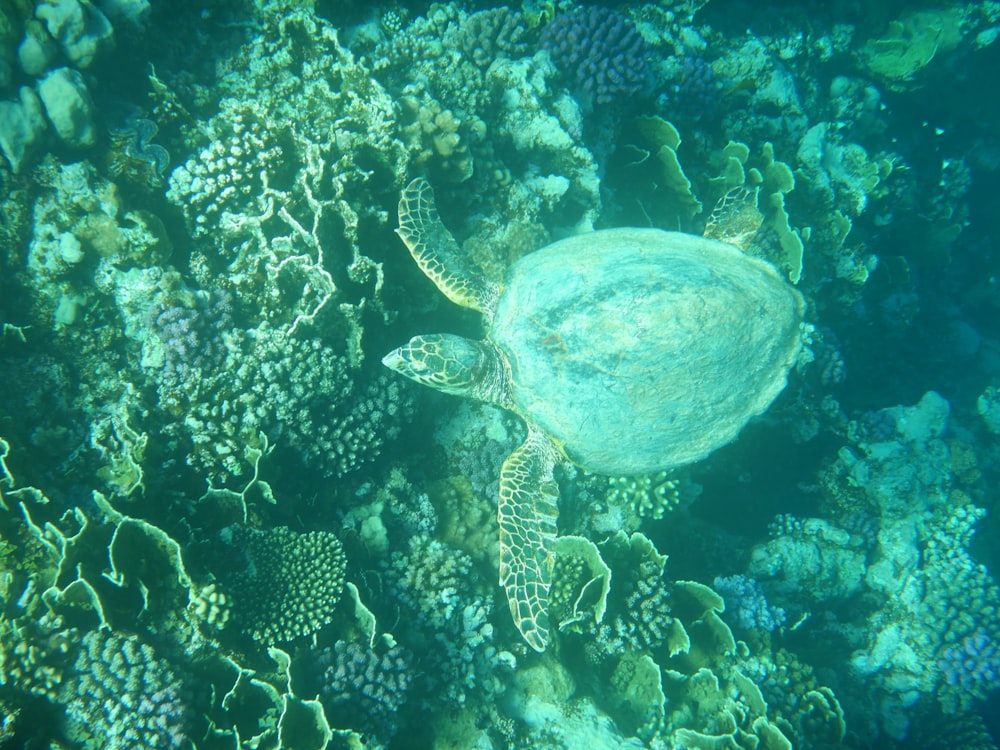 gray turtle on water