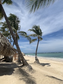 coconut tree near seashore during daytime