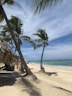 coconut tree near seashore during daytime
