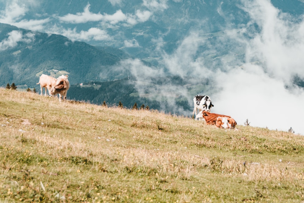 cows on grass field above mountain