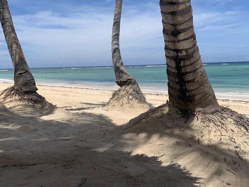 three trees on seahsore