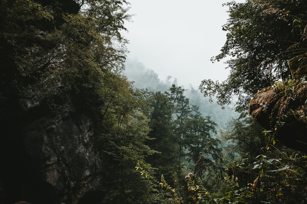 a lush green forest filled with lots of trees