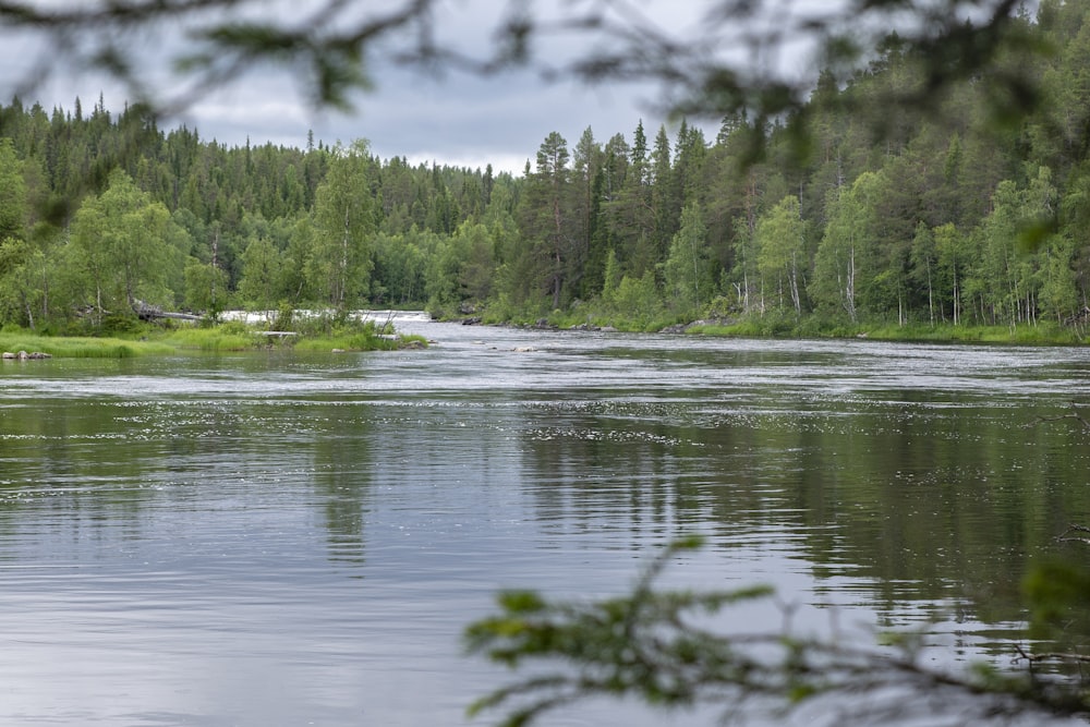 tree lined lake landscape