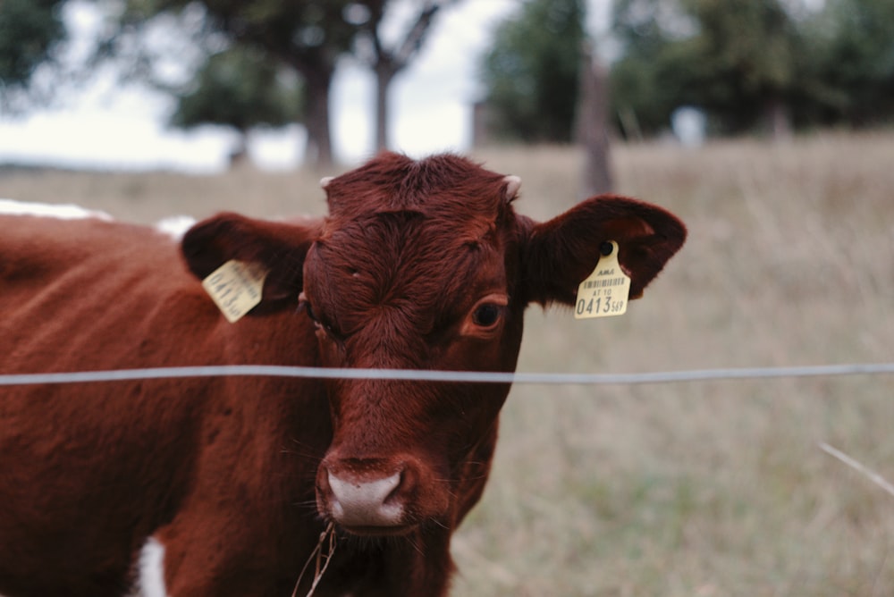 brown cattle