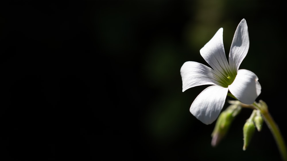 white-petaled flower