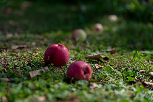 Destinațiile ecoturistice ale României