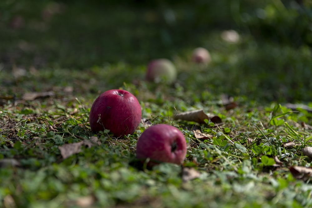 two red apple fruits on grass