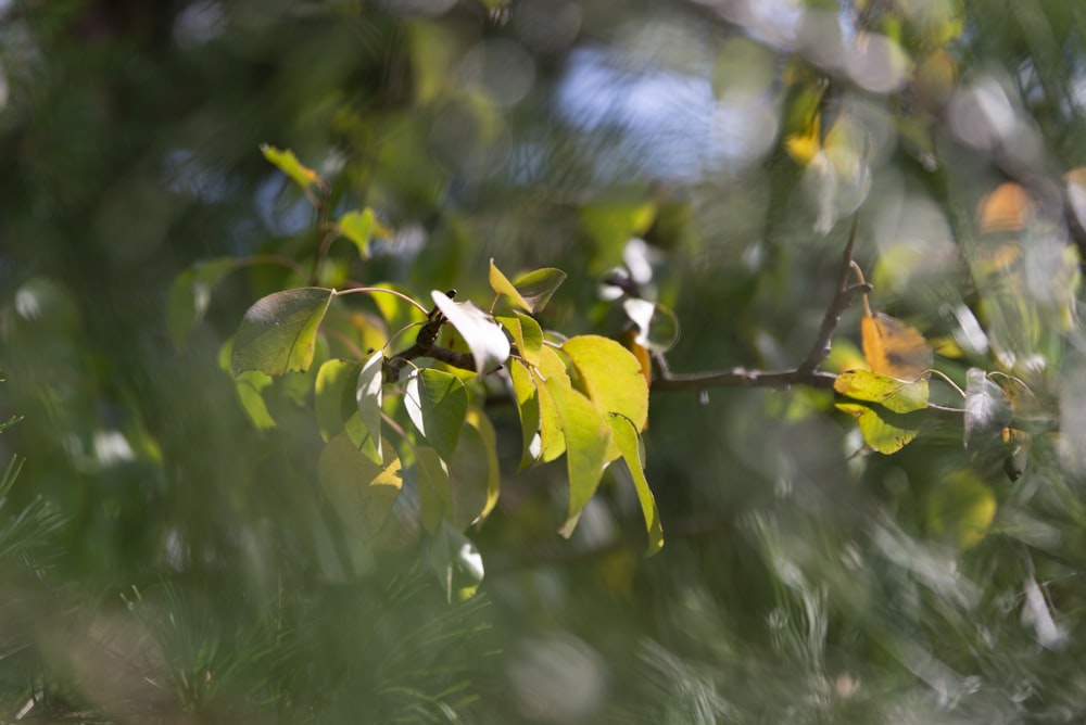 green-leafed plant