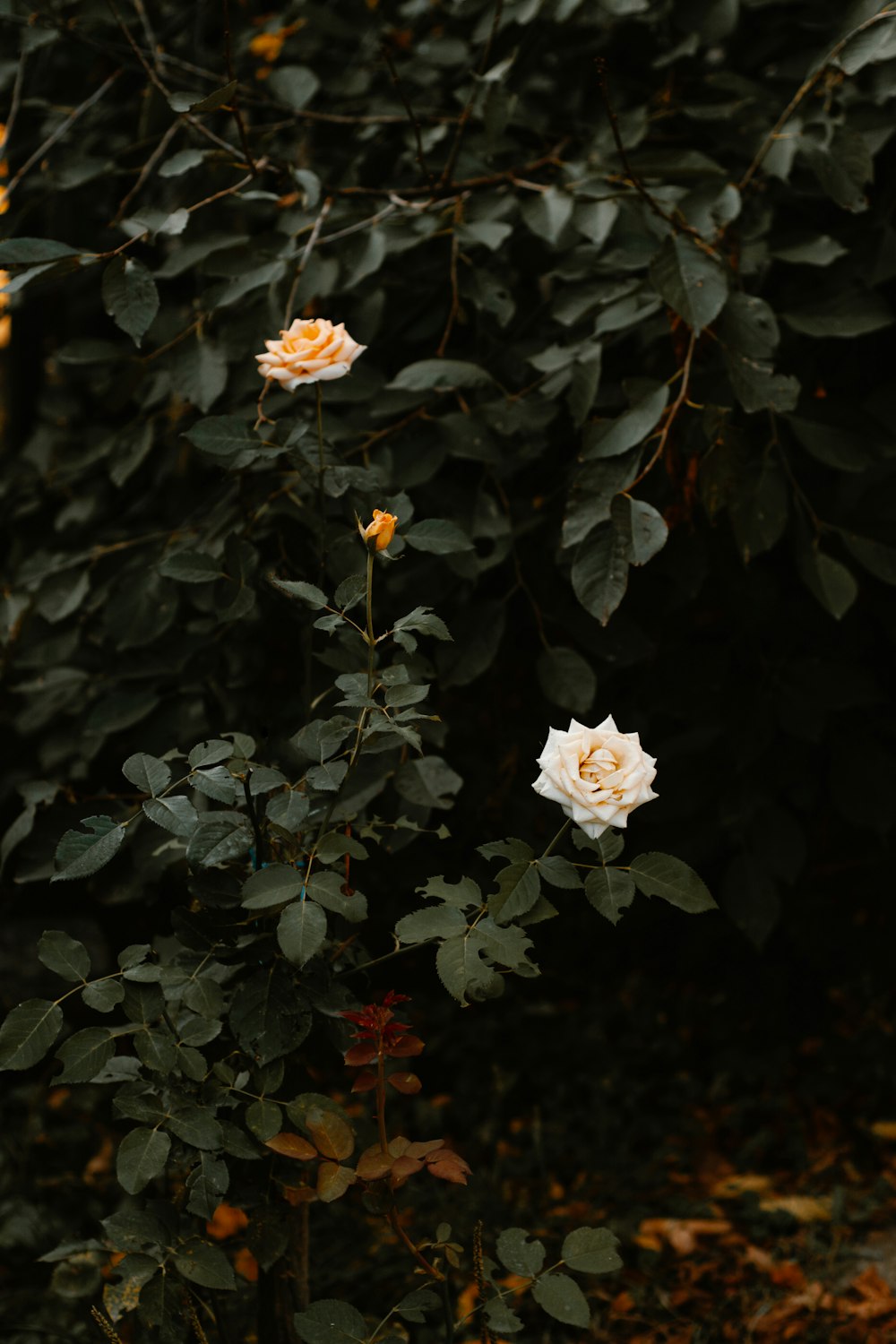 photo of yellow and white roses