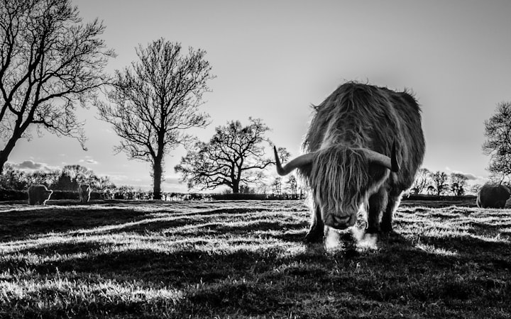 The Hopeless Fight of The Raging Bull