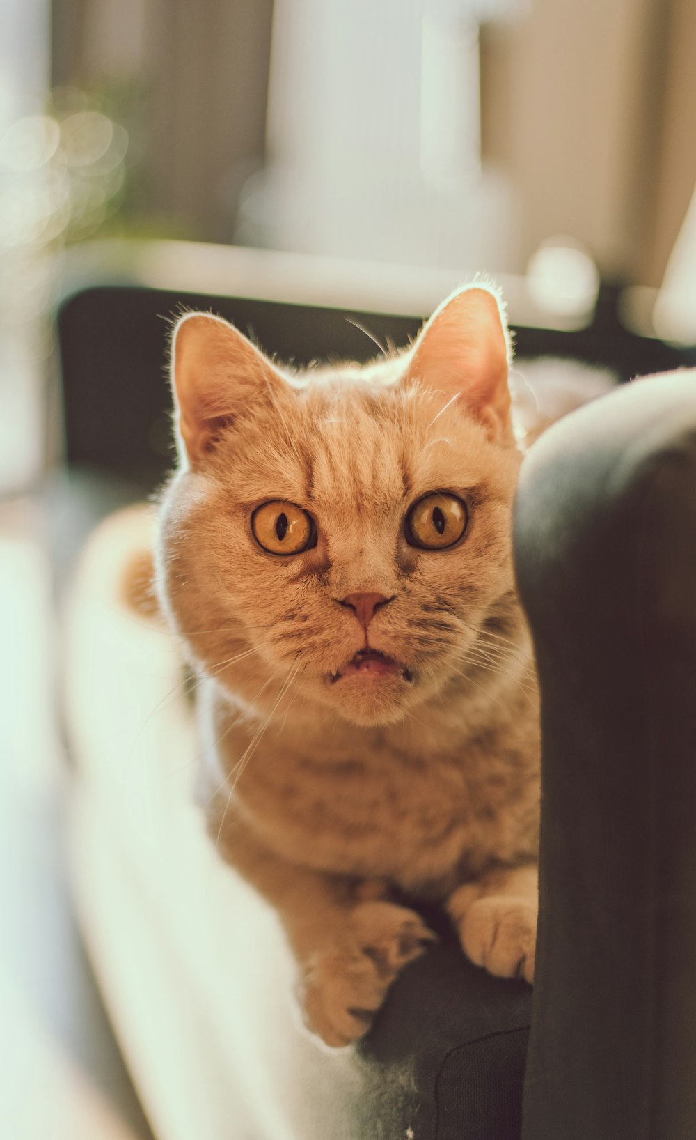 cat lying on sofa