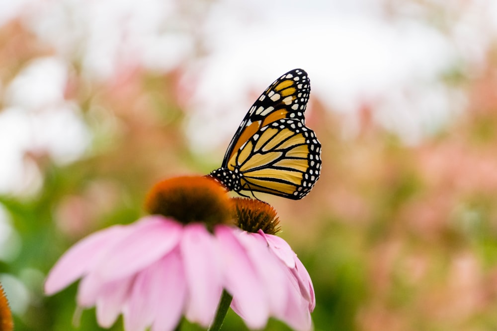 orange and black butterfly