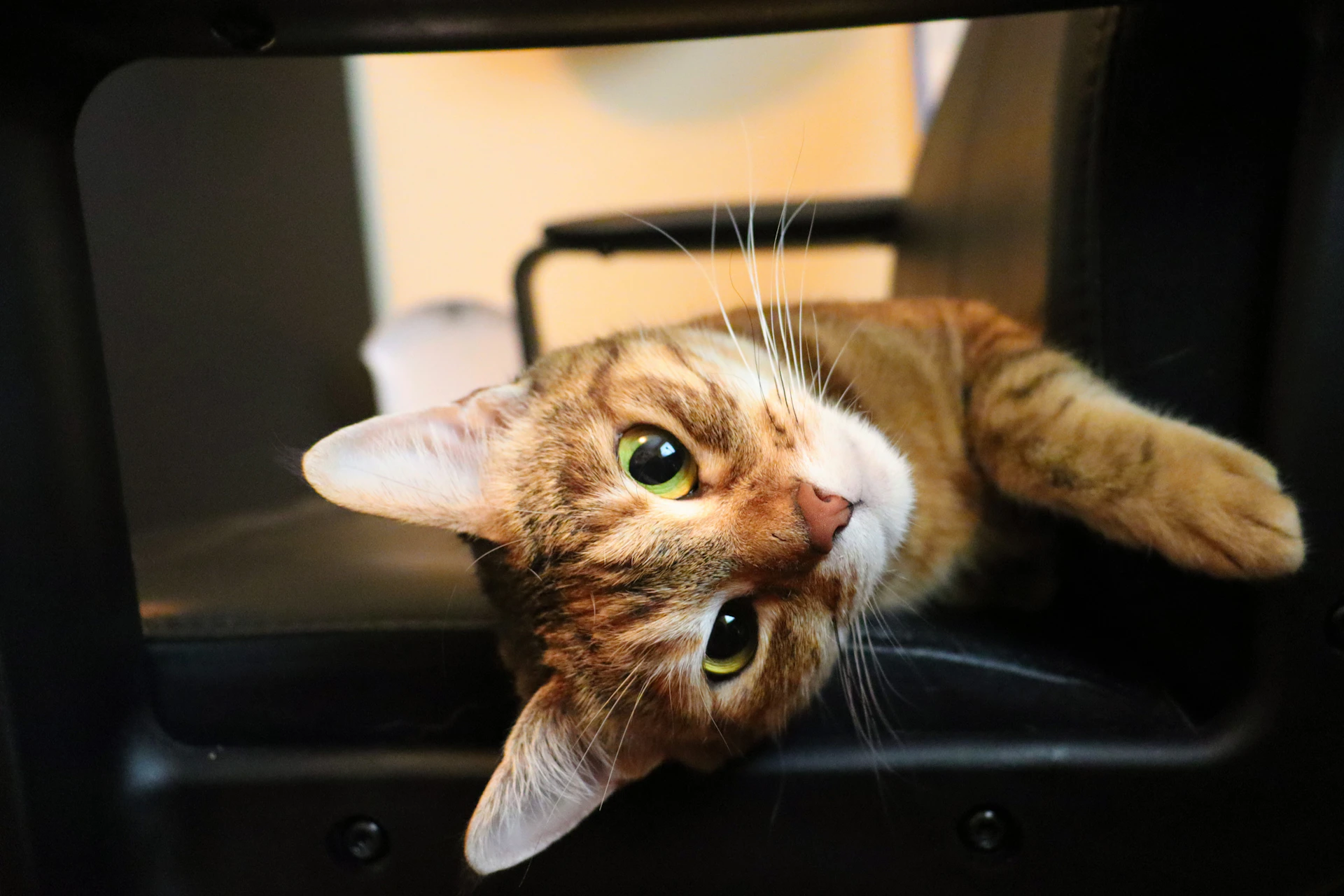 orange tabby cat