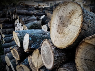 A stack of cut wooden logs with visible tree rings, indicating they have been recently chopped. The logs display a variety of textures, with rough bark and smooth, raw inner surfaces. The pile is substantial, extending out of the frame into an outdoor setting with some shadow and natural light.