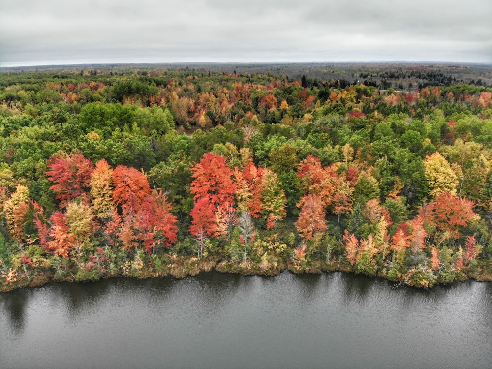 Photographie aérienne d’arbres verts et rouges pendant la journée