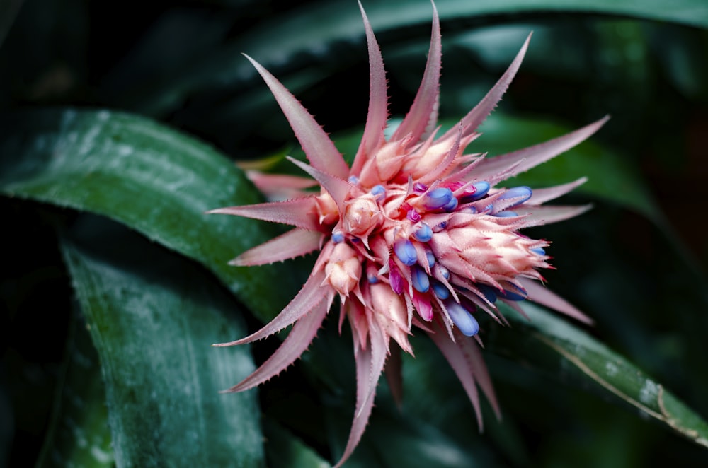 photo of red flower