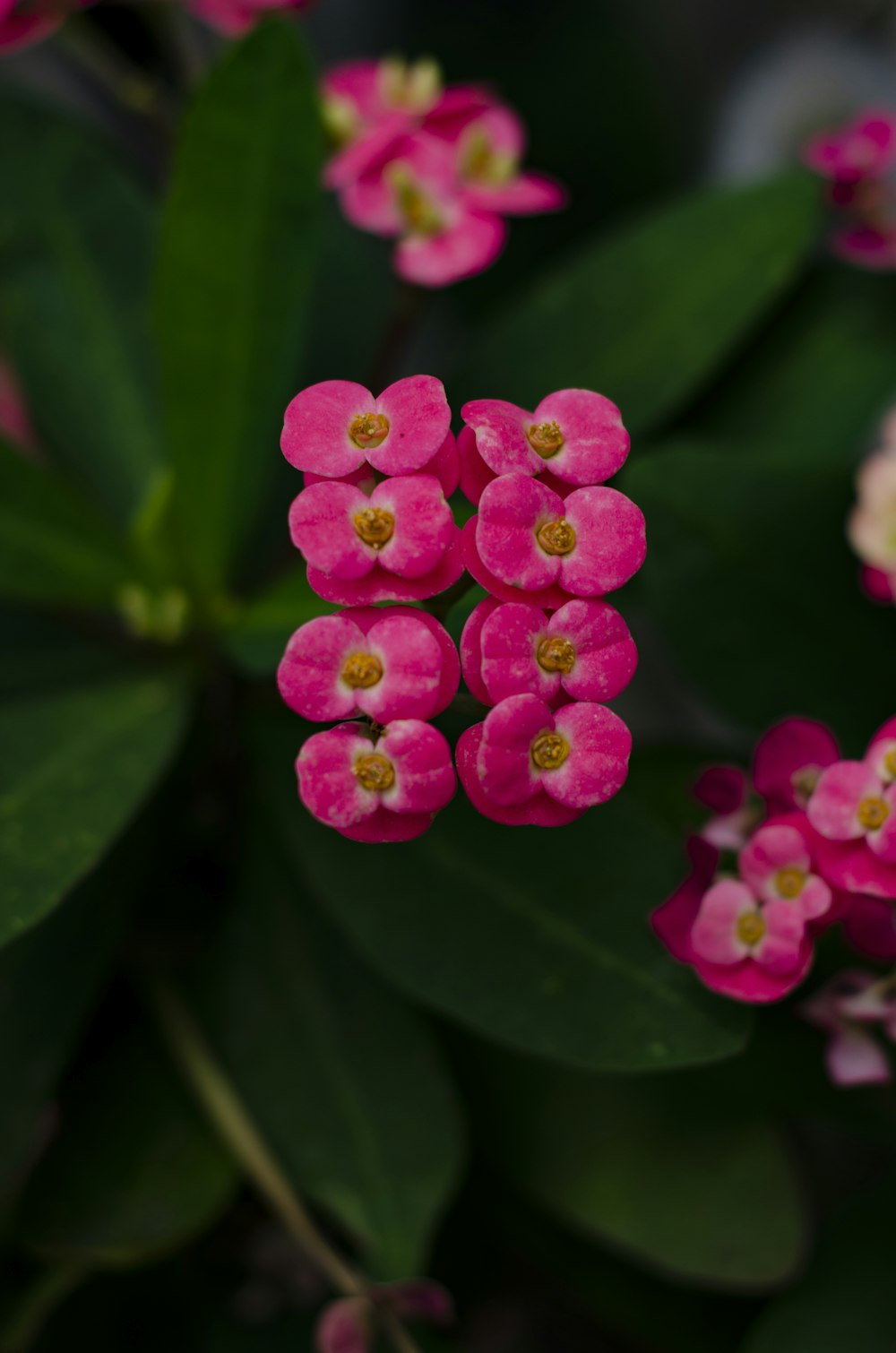 pink euphorbia milii flowers