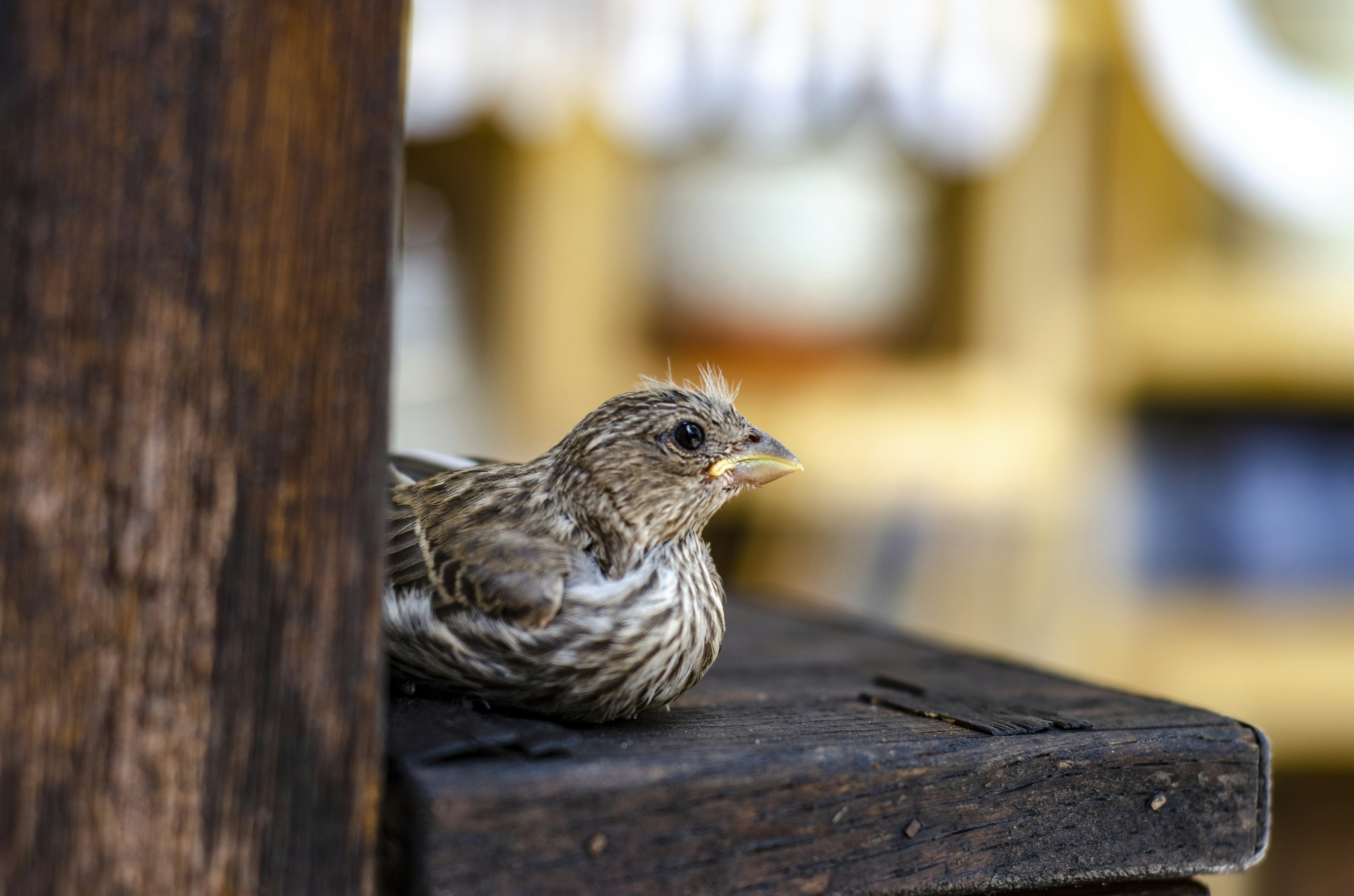 Weber'S Restaurant Early Bird Menu
