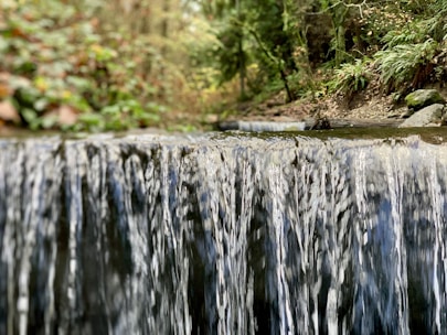 a stream of water running through a lush green forest