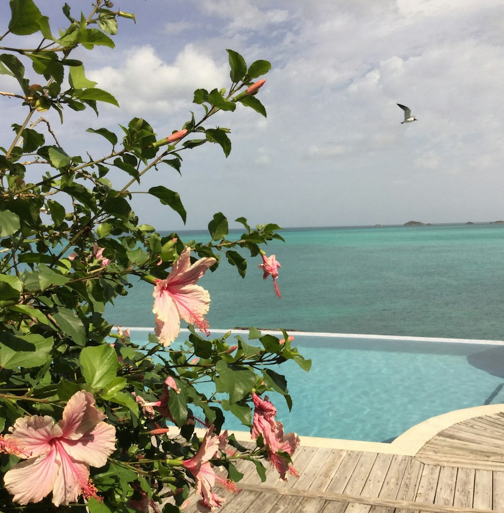 pink hibiscus flower beside pool