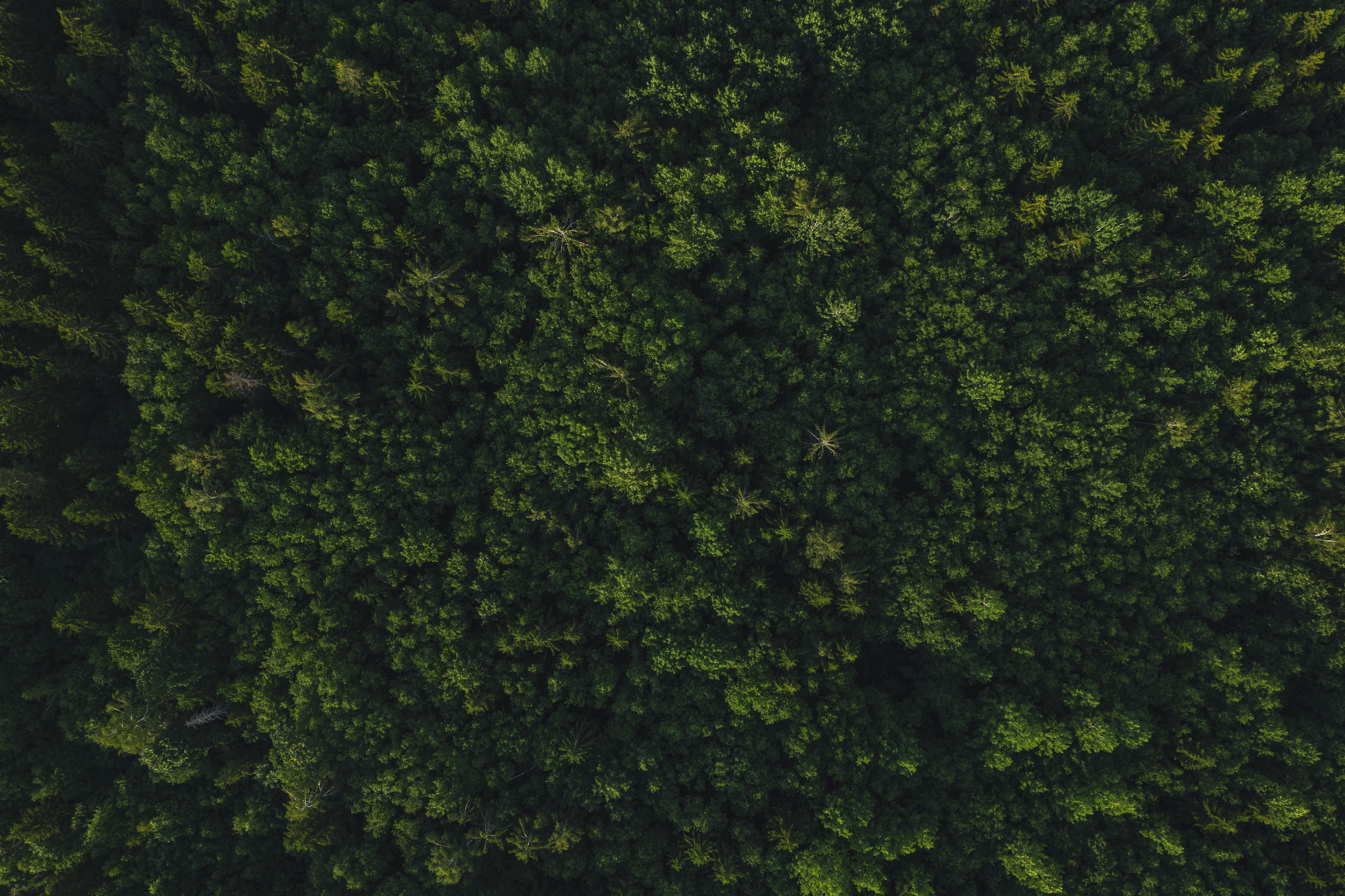 Top view of green forest