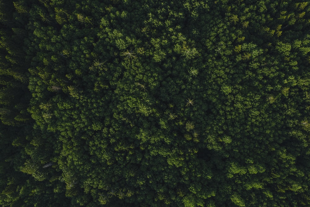top view of green forest