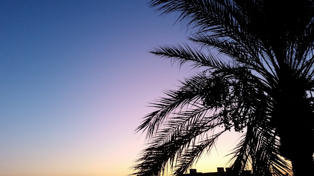 silhouette of palm tree