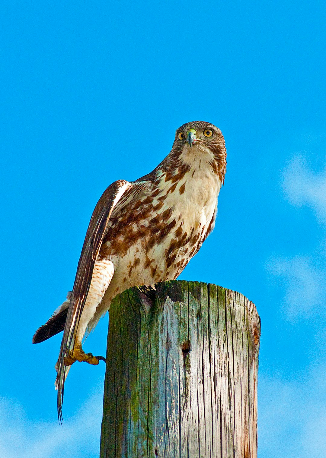 hawk