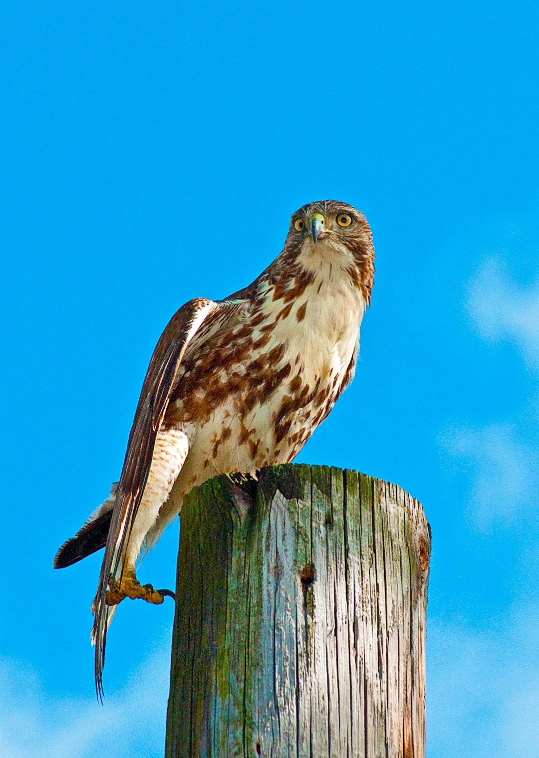  white and brown owl on wooden surface hawk