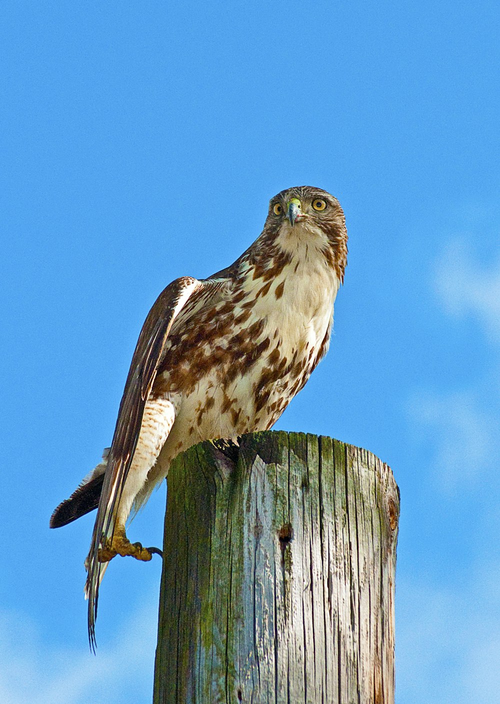 white and brown owl on wooden surface