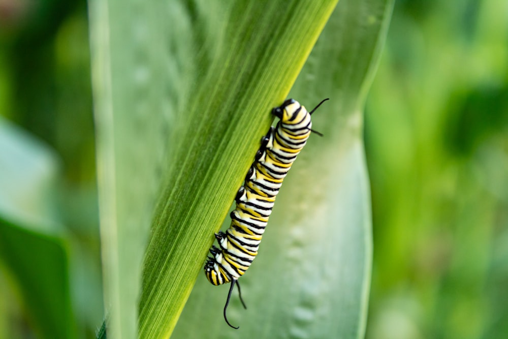 white, black, and yellow caterpillar on leaf