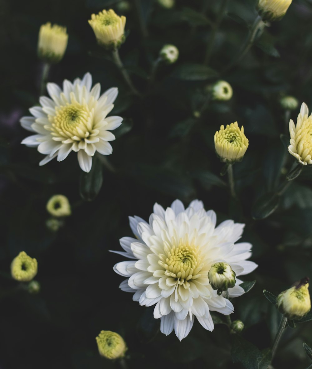 blooming white flowers