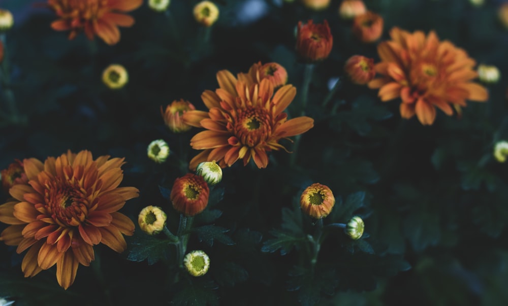 yellow petaled flower