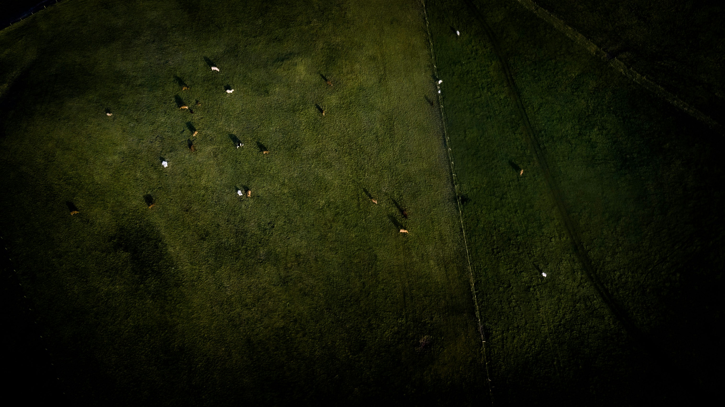 a group of people laying on top of a lush green field