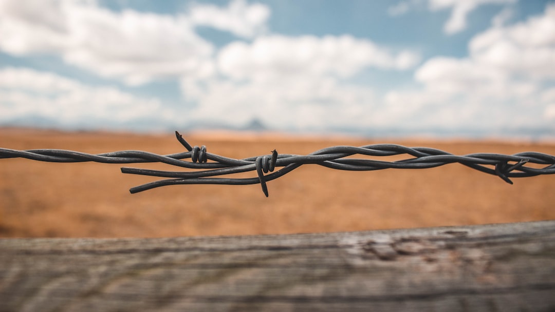 close up photography of bard wire