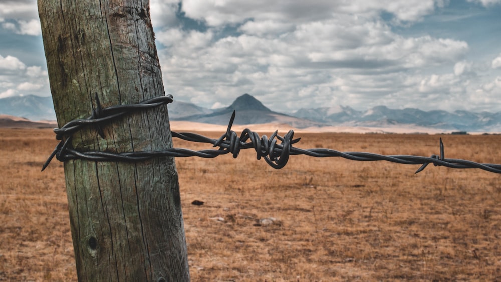 gray barbwire close-up photography