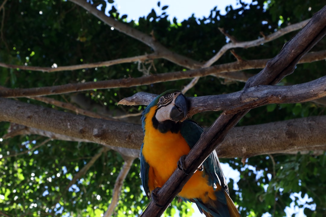 closeup photo of bird on tree brunch