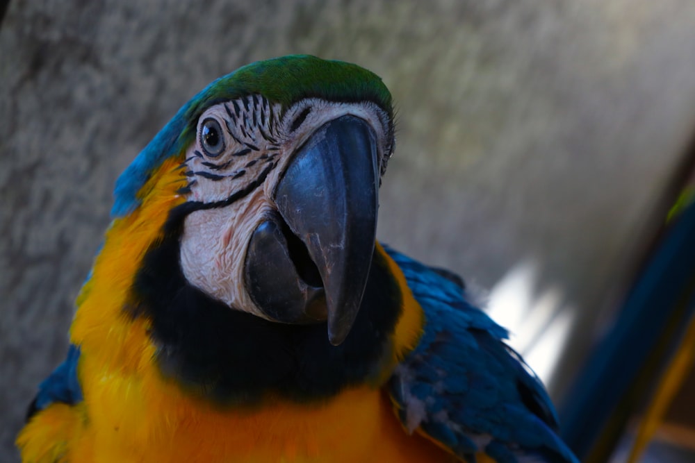 blue-and-yellow macaw