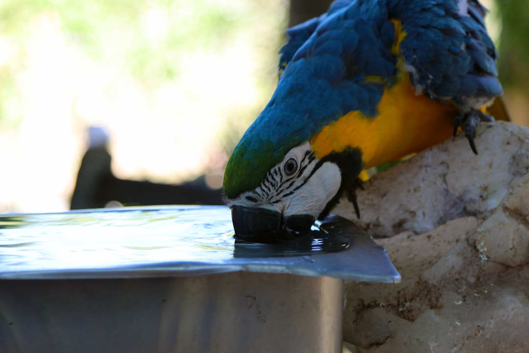 blue and yellow parrot drinking water