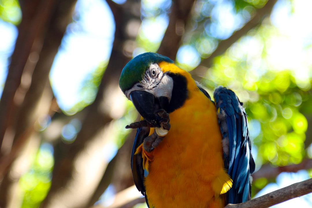 selective focus photo of yellow and blue bird
