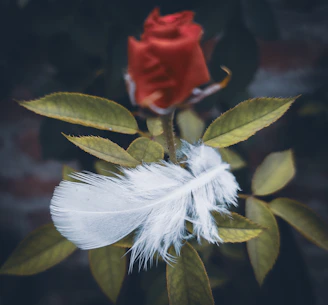 A delicate red rose resting on a crisp white lace cloth, symbolizing love and elegance.
