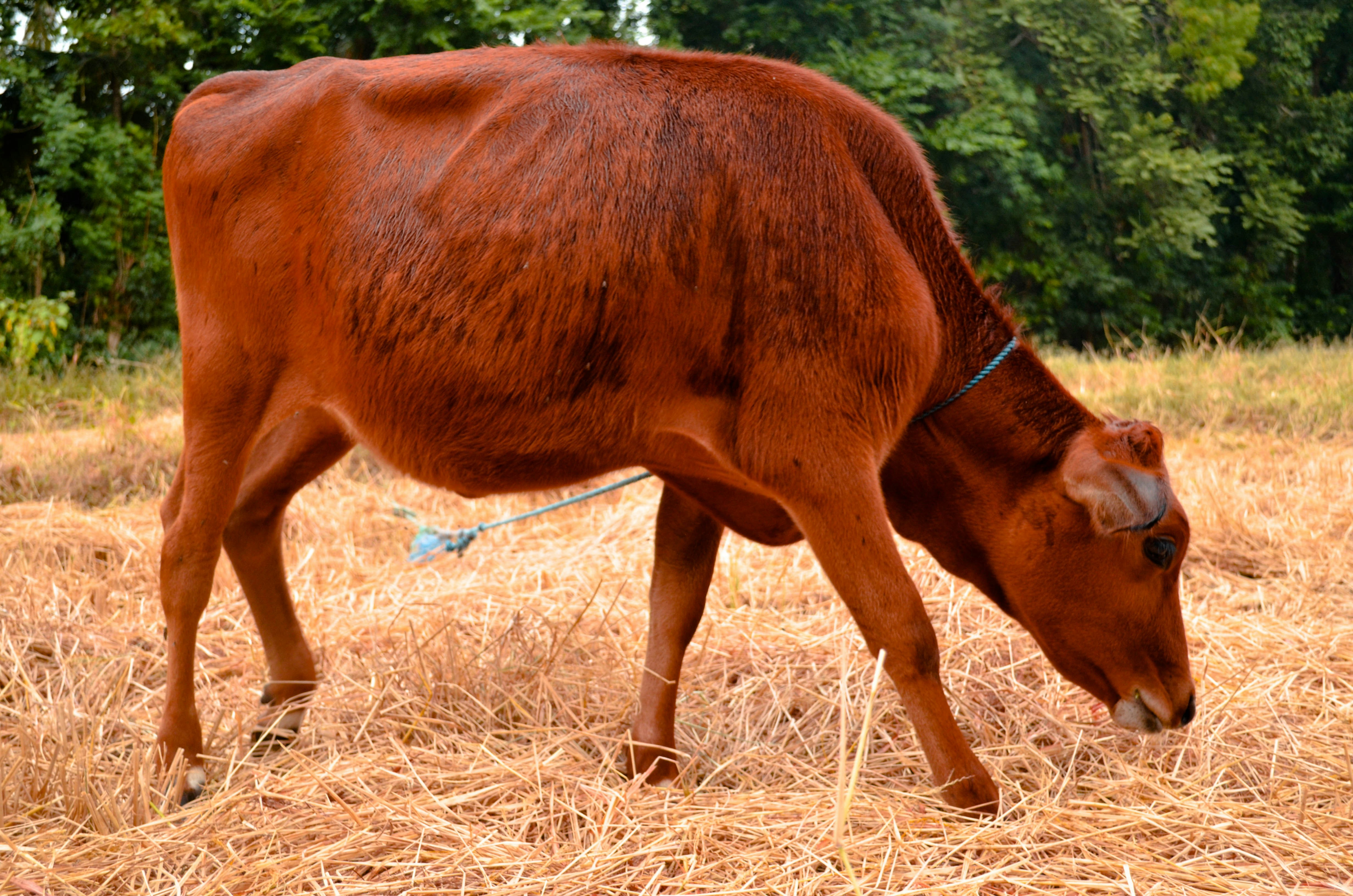 Vaca marrón foto – Imagen de Animal gratuita en Unsplash